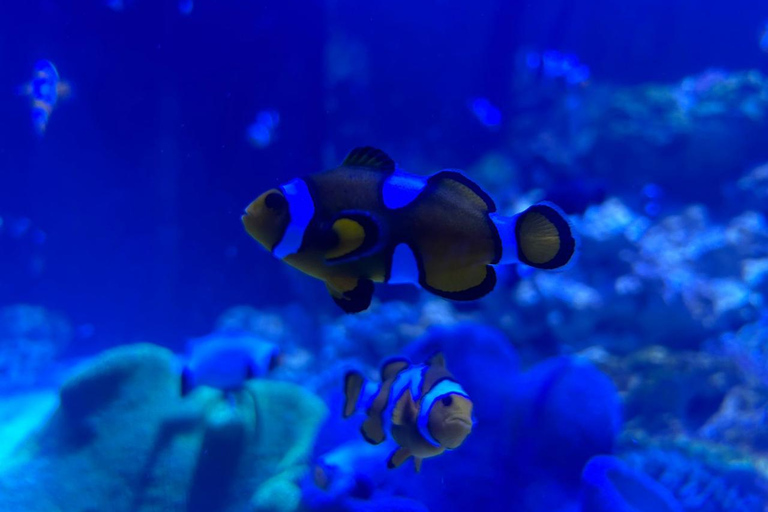 Río de Janeiro: ticket de entrada a AquaRio