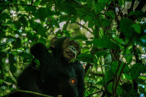 Safari salvaje y de primates de 10 días por Uganda.