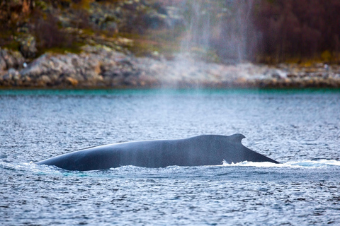Tromsø: Responsible Whale Watching Cruise Aboard MS Alba