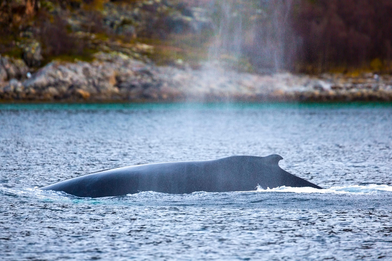Tromsø: Responsible Whale Watching Cruise Aboard MS Alba
