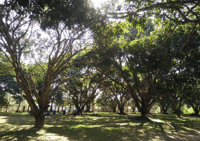 Iloilo Guimaras Inland Tour (Joiners Tour) - Housity