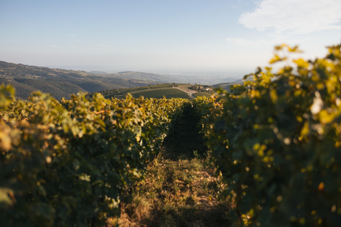 Valpantena: La Collina dei Ciliegi Wine Tasting Experience Collezione Terrena ENG