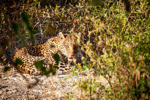 Desde las cataratas Victoria Excursión de un día a Chobe, Botsuana