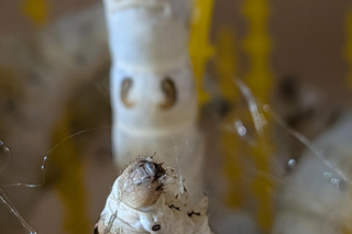 Day trip in the Cevennes: Silk, from the silkworm to the weaving workshop