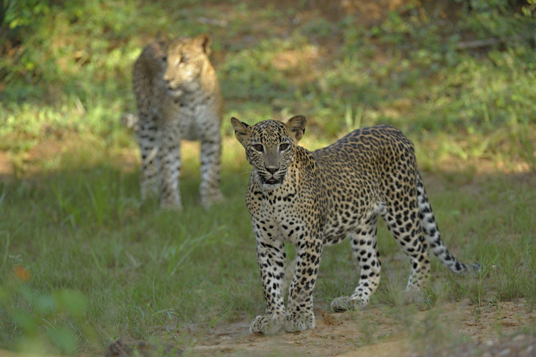 All Inclusive Yala Leopard Safari from Colombo, Ella & Galle
