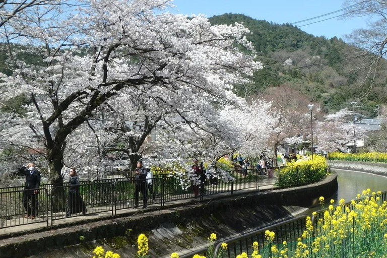 From Osaka: Kyoto Temples, Shrines & Cherry Blossom Day Trip