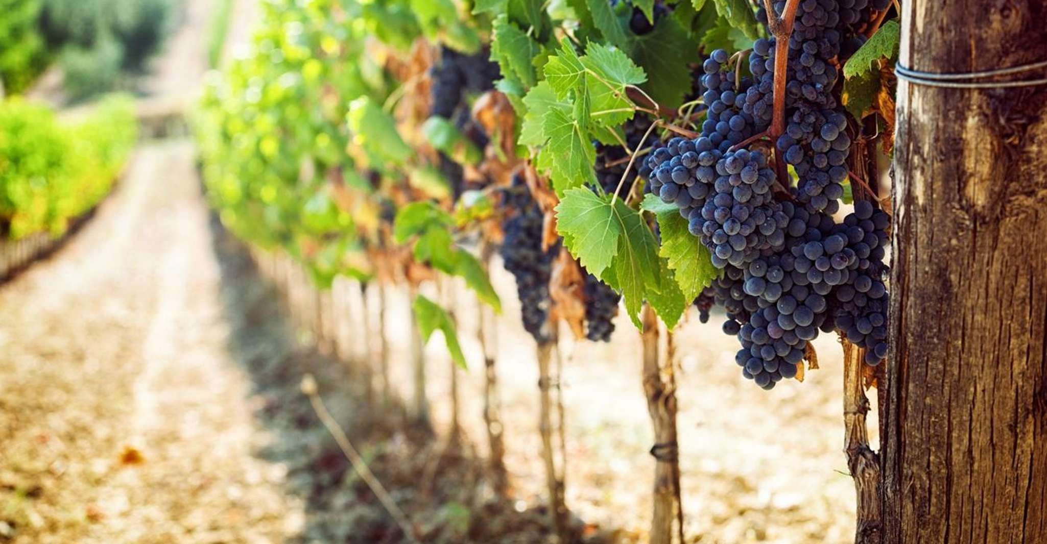 Half Day Escape to Chianti: Taste the Heart of Tuscany photo 6