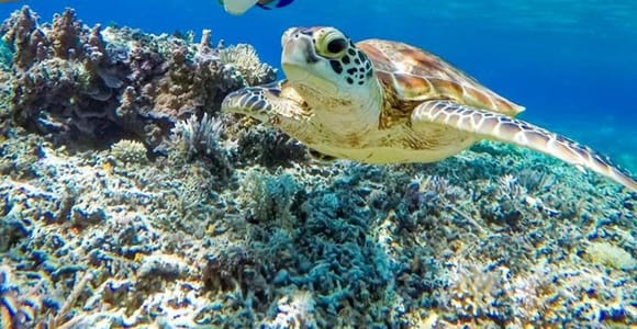 Cham Island: Group Snorkeling Trip by Speedboat