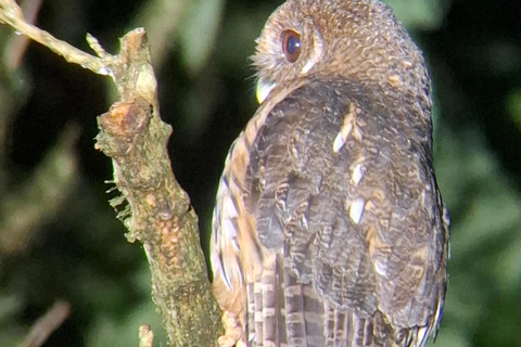 Santa Elena: Wildlife Refuge Monteverde Night Walking Tour
