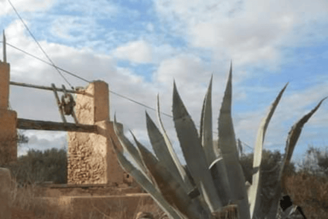 Djerba : 1/2 day discovery tour of the island