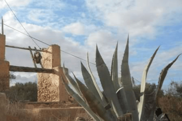 Djerba : 1/2 day discovery tour of the island