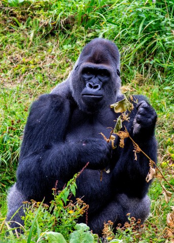 Visit 4 Days Uganda Gorilla Trekking Safari in Bwindi Forest N.P in Entebbe, Uganda