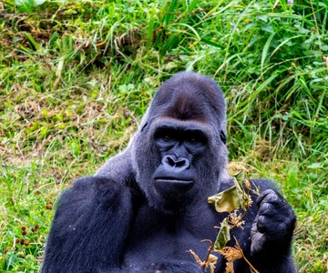 4 Days Uganda Gorilla Trekking Safari in Bwindi Forest N.P