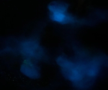 ULTIMATE Bioluminescence night time adventure with Brandon