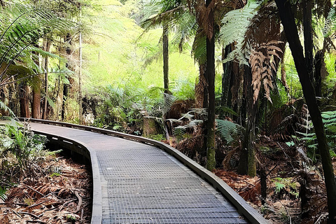 Privétour Rotorua Waiotapu &amp; Redwoods &amp; Polynesische spa