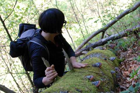 Poiana Brașov: setas silvestres y secretos del bosque