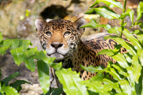 De Cancun: Parque Xcaret Plus, a experiência completa