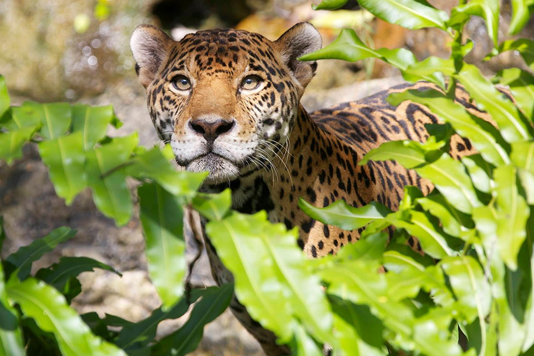 De Cancun: Parque Xcaret Plus, a experiência completa