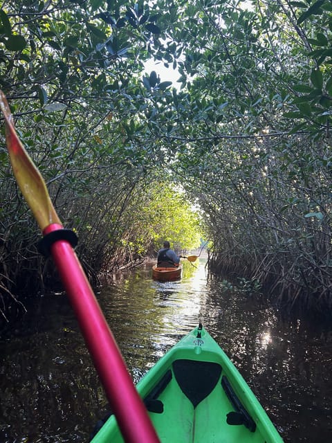 Naples, FL: Manatees, Grasslands and Mangroves kayak Tour | GetYourGuide