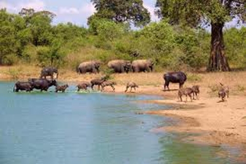 Van:Galle/Mirissa Transfer naar Ella met Udawalawe Safari