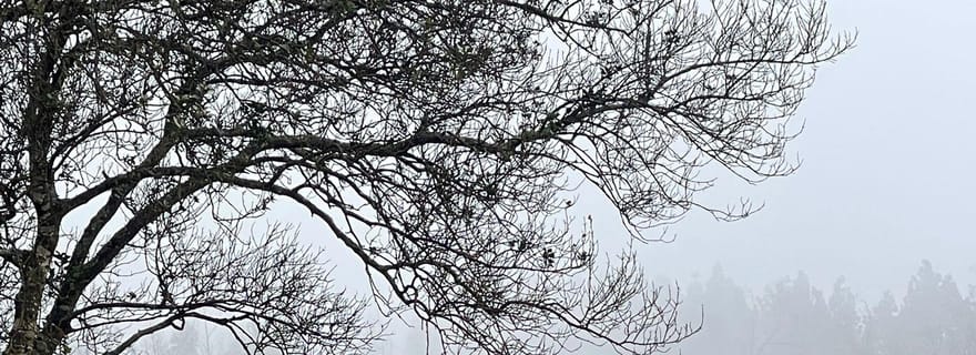 Tenerife : expérience équestre en forêt