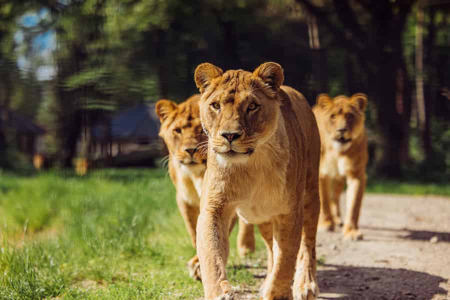 Hilvarenbeek: Safaripark Beekse Bergen Eintrittskarte. Foto: GetYourGuide