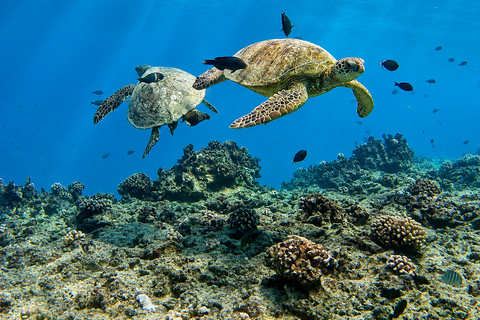 Oahu: Waikiki Turtle Canyon Snorkeling Tour (Small group) Waikiki: Sea Turtle Snorkel (Small group 20 People Max)