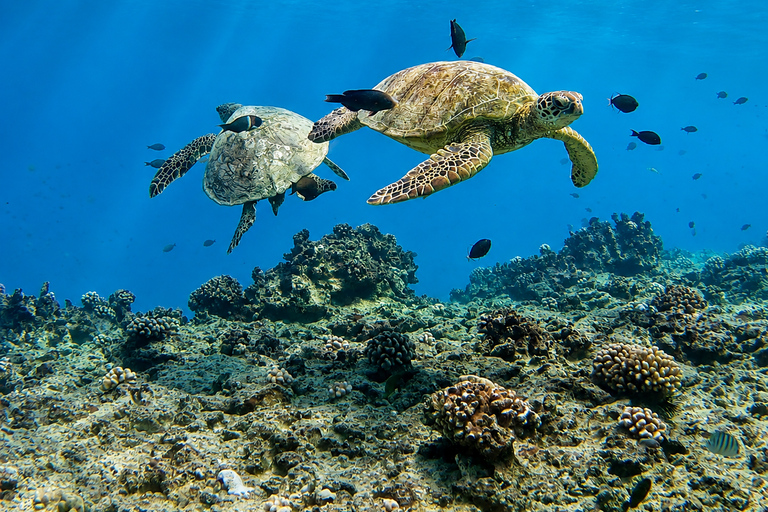 Oahu: Waikiki Turtle Canyon Snorkeling Tour (Small group) Waikiki: Sea Turtle Snorkel (Small group 20 People Max)