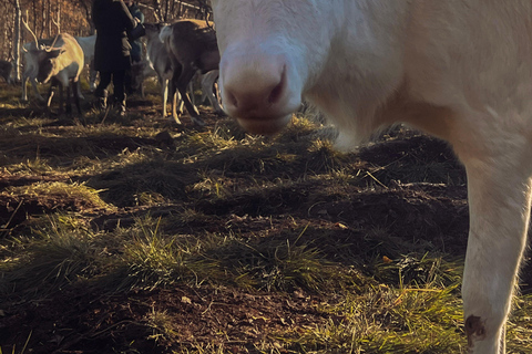 Reindeer Feeding and Sami Culture with Lunch in Autumn Tromsø: Reindeer Feeding and Sami Culture in Autumn