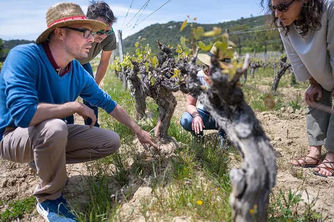 Tour de medio día por la Camarga: ciudad fortificada y vinos rosados