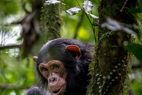 3-dagars safari med gorillaflyg i Bwindi