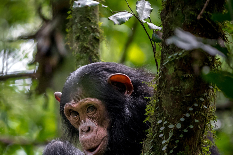 3 jours de safari avec vol de gorilles à Bwindi