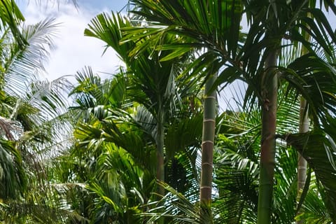 From Ho Chi Minh: 3-Day Mekong Cycling Tour to Phu Quoc - Image 2