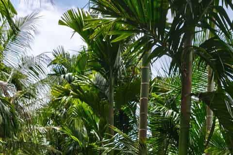 From Ho Chi Minh: 3-Day Mekong Cycling Tour to Phu Quoc - Image 3