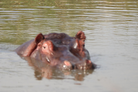 Nairobi National Park Half Day Guided Safaris in 4x4 Vehicle Private Half Day Guided Safaris in 4x4 Open roofed Van