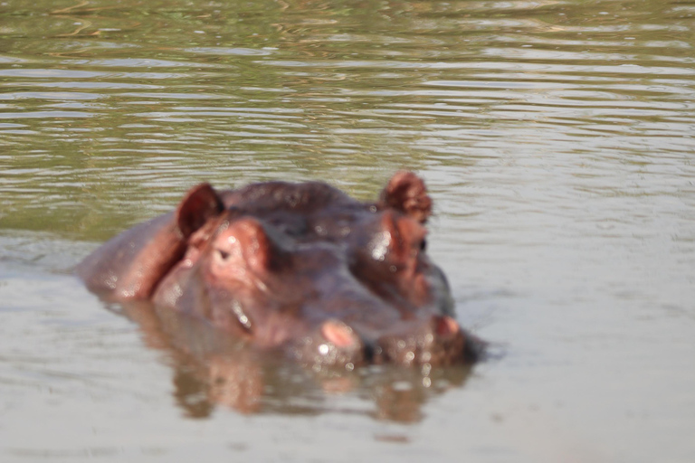 Nairobi National Park Half Day Guided Safaris in 4x4 Vehicle Private Half Day Guided Safaris in 4x4 Open roofed Van