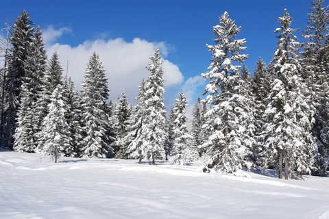 Lucerne: Private Snowshoe Tour