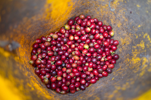 Medellín: Comuna 8 Transformation & Urban Coffee Farm Tour