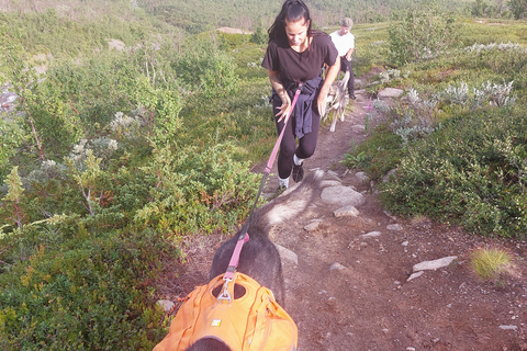 Abisko: Husky Hike in Abisko Valley with Alaskan Huskies