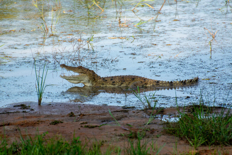 From Galle: Yala National Park Safari & Wetlands Tour