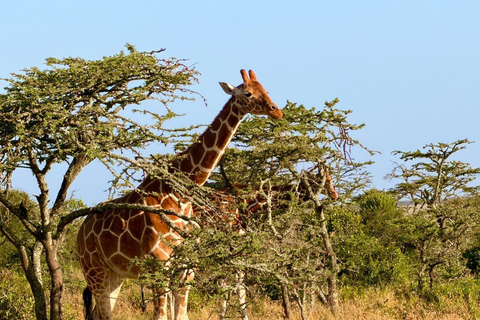 Diani/Mombasa: 2 Days to Tsavo East & Tsavo West with meals