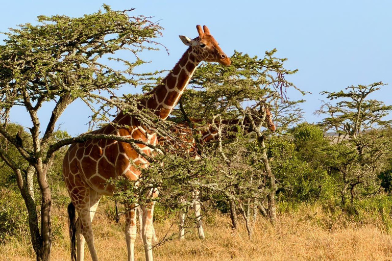 Diani/Mombasa: 2 Days to Tsavo East & Tsavo West with meals