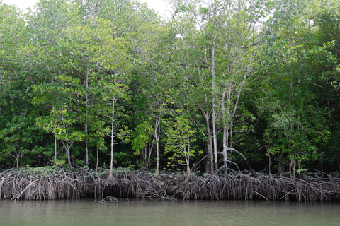 Langkawi Mangrove boottocht op de rivier en privéstrandtourMedium boot (9-12 personen)