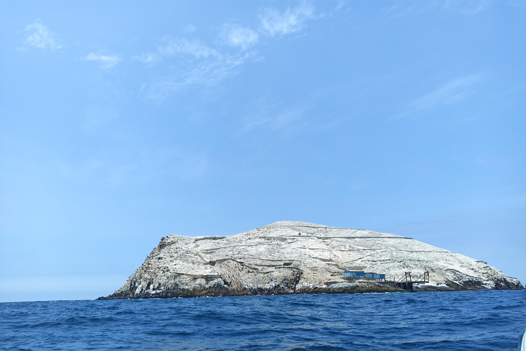 Tour des îles Palomino