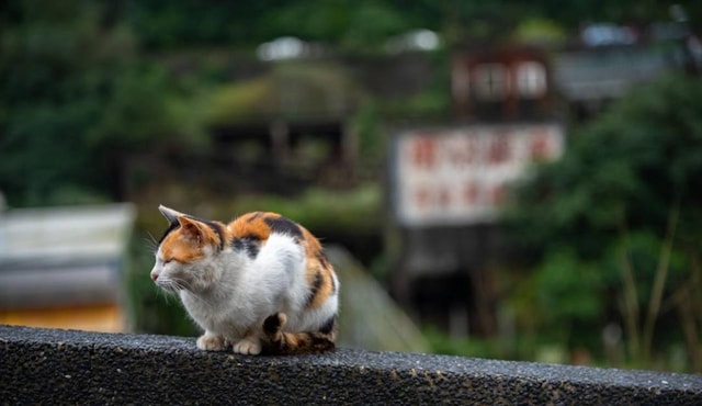 Private Tour: Jiufen, Shifen and Houtong Cat Village