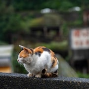 Taipei: Jiufen, Shifen & Houtong Cat Village Private Day Tour