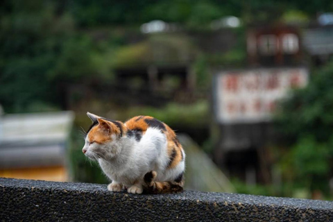 Privat tur: Jiufen, Shifen och Houtong kattby