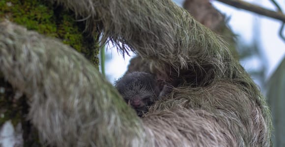 La Fortuna: Proyecto Asis Sloth Sanctuary Tour