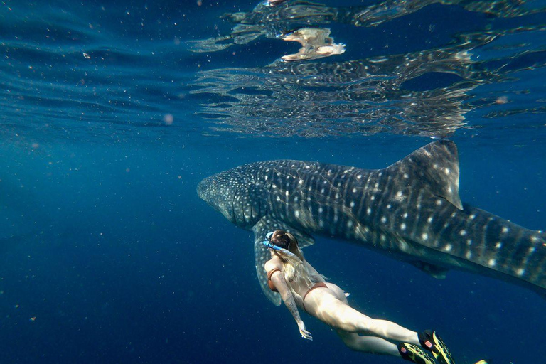 Mirissa: Dolphin Swim Blue Whale Snorkelling | All-Inclusive Mirissa: Scuba Diving & Turtle Snorkelling Experience