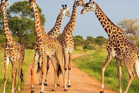 Visite d'une demi-journée du parc national de Nairobi et de la fabrique de perles Kazuri
